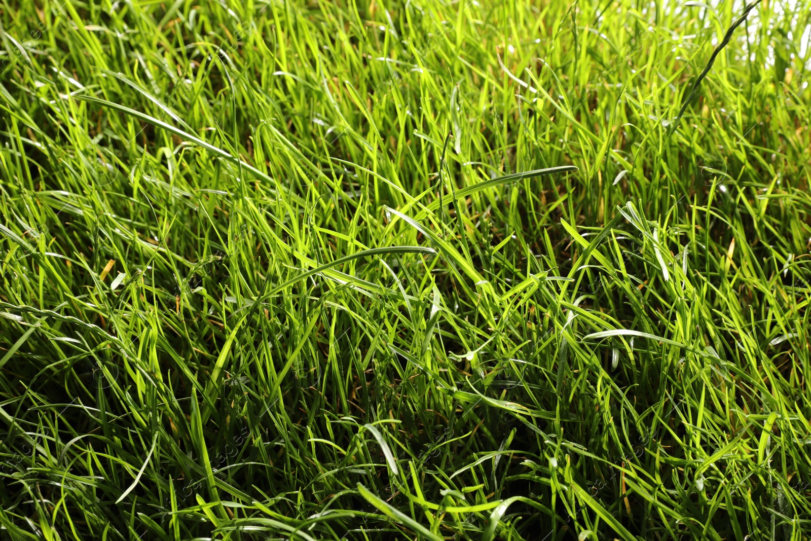 Photo of Beautiful lush green grass as background, closeup