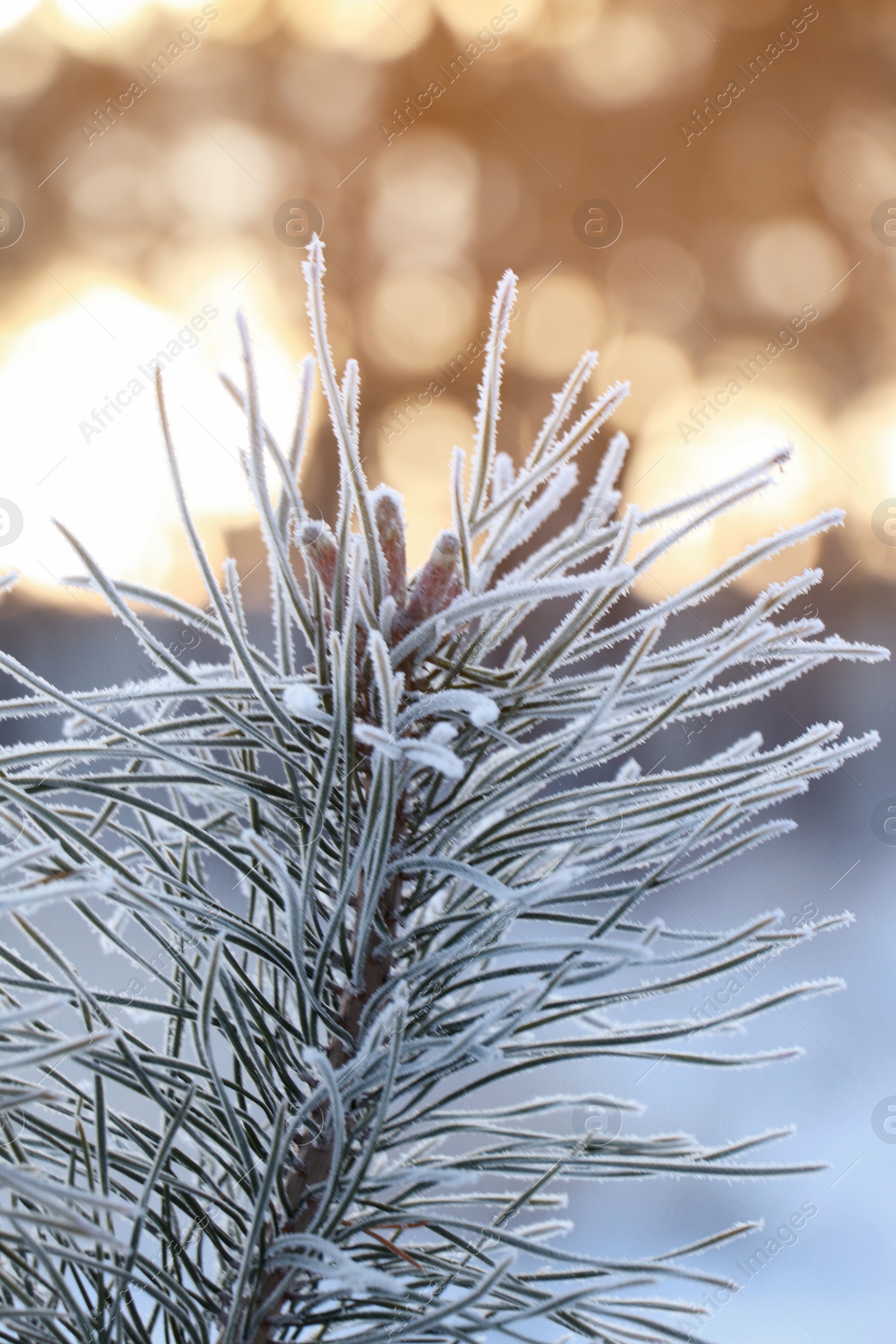 Photo of Conifer tree branch covered with hoarfrost outdoors on winter morning, closeup