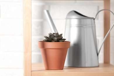 Photo of Beautiful Echeveria plant and watering pot on shelf at home