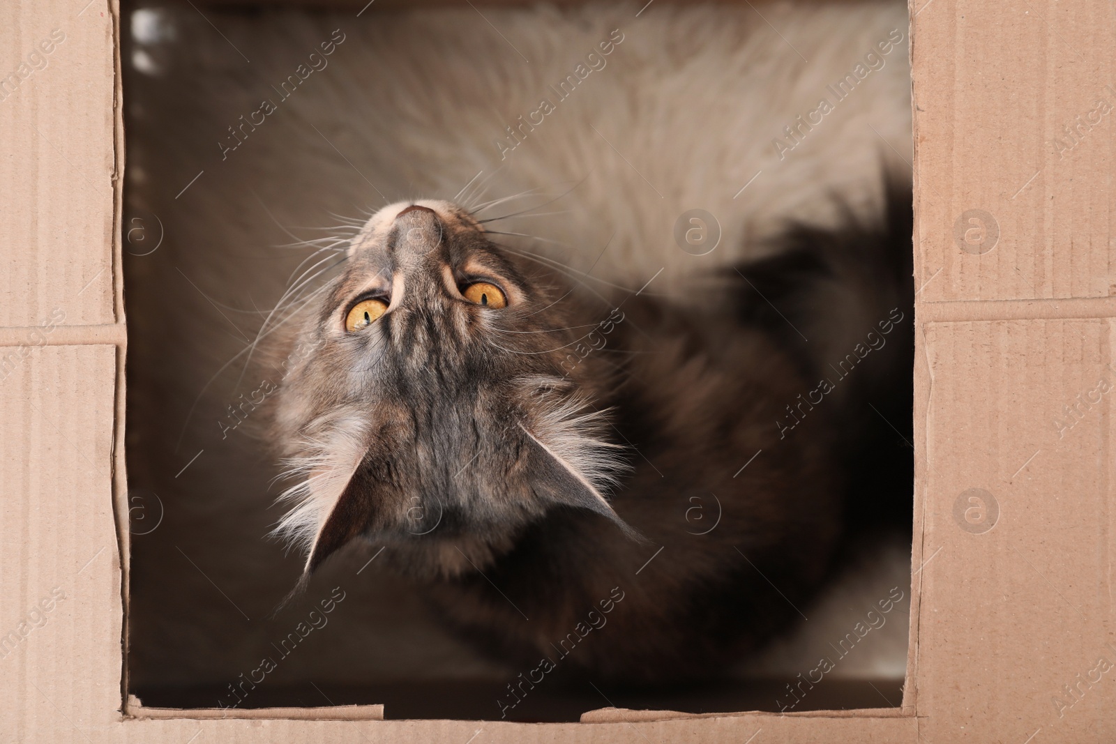 Photo of Adorable Maine Coon cat in cardboard box at home, top view