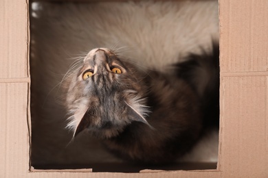 Photo of Adorable Maine Coon cat in cardboard box at home, top view