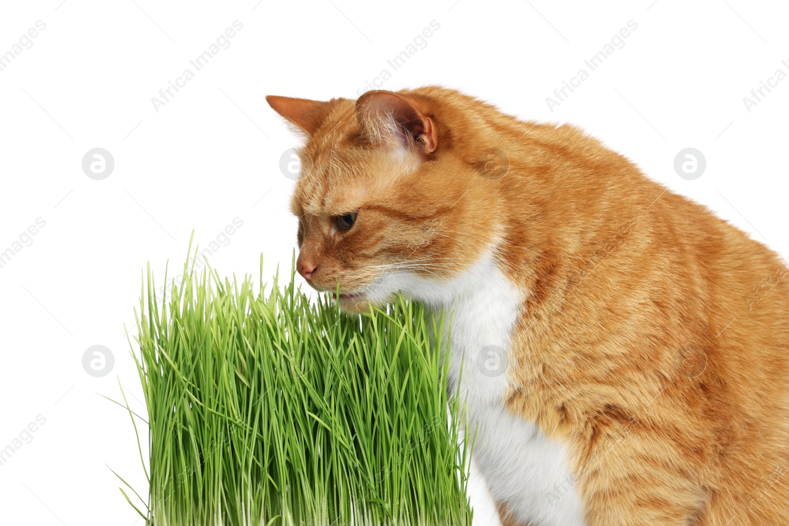 Photo of Cute ginger cat and potted green grass on white background