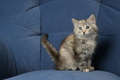 Photo of Cute fluffy kitten on blue sofa, space for text