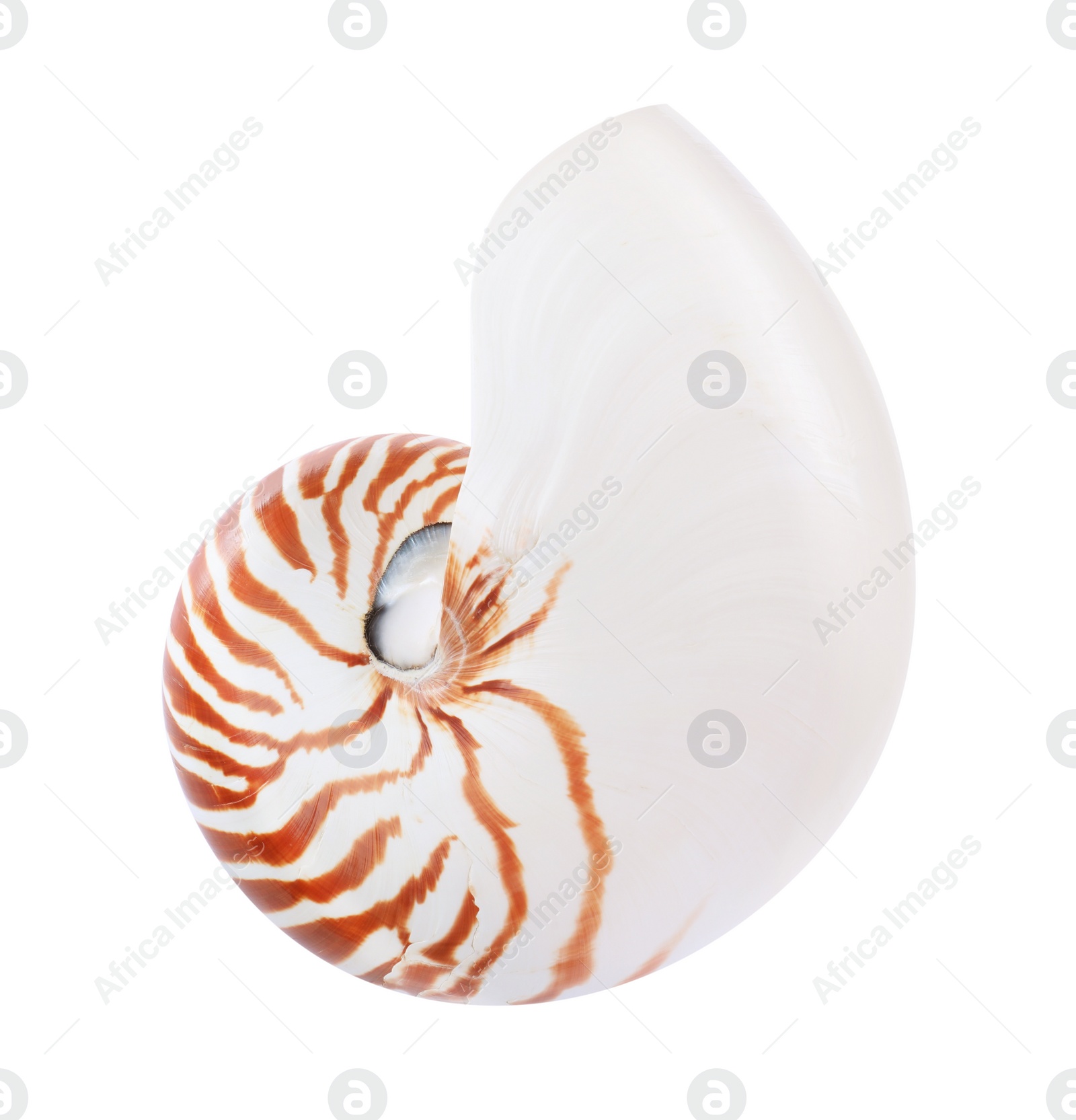 Photo of One beautiful nautilus shell isolated on white