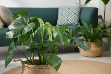 Photo of Beautiful potted monstera and sofa indoors. Space for text