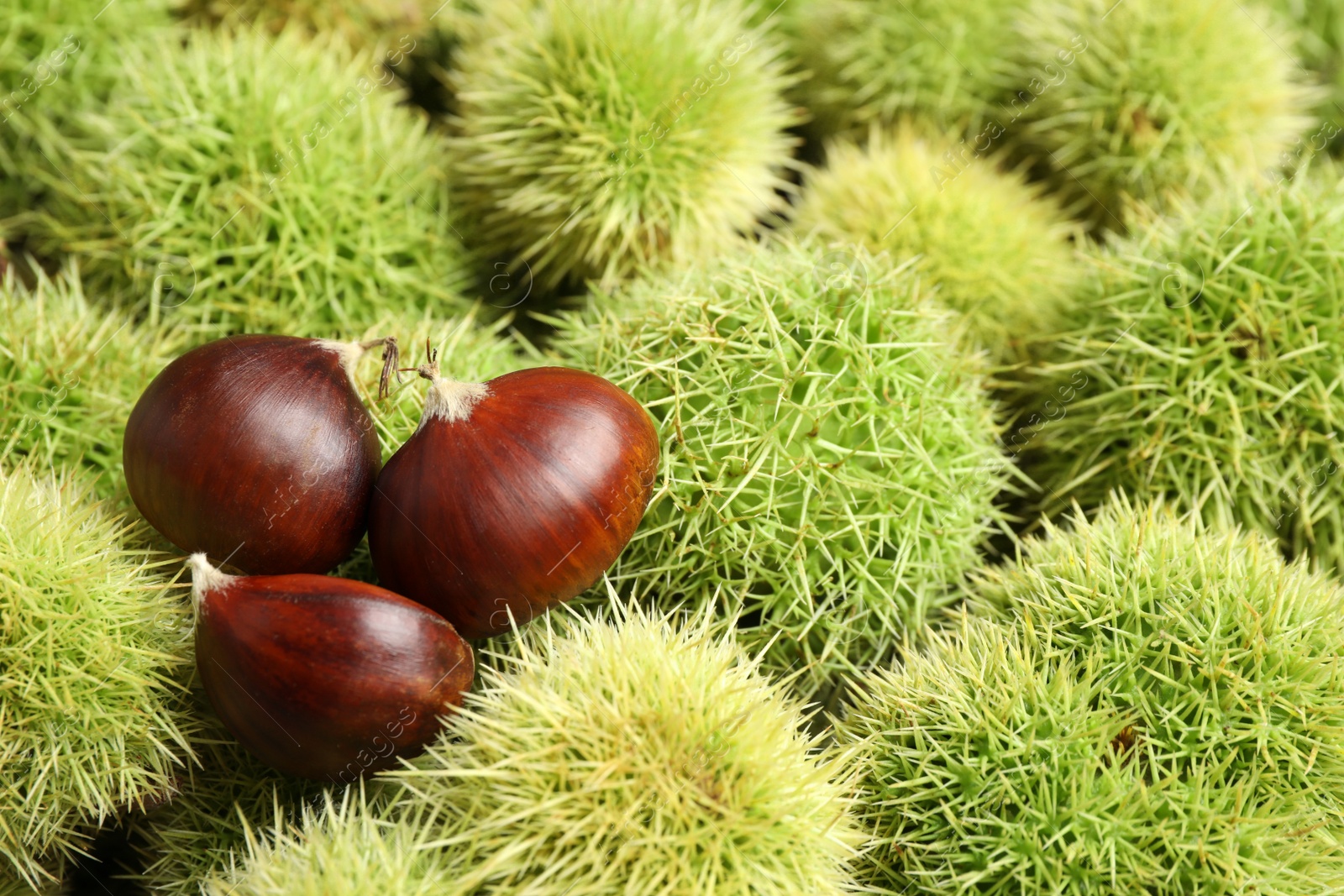 Photo of Many fresh sweet edible chestnuts as background, closeup