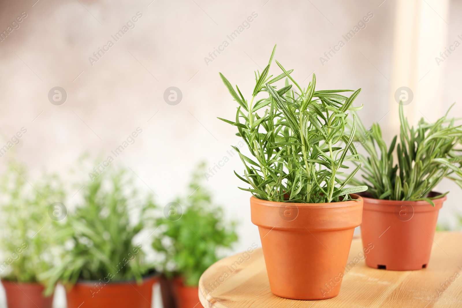 Photo of Pots with fresh rosemary on table against blurred background