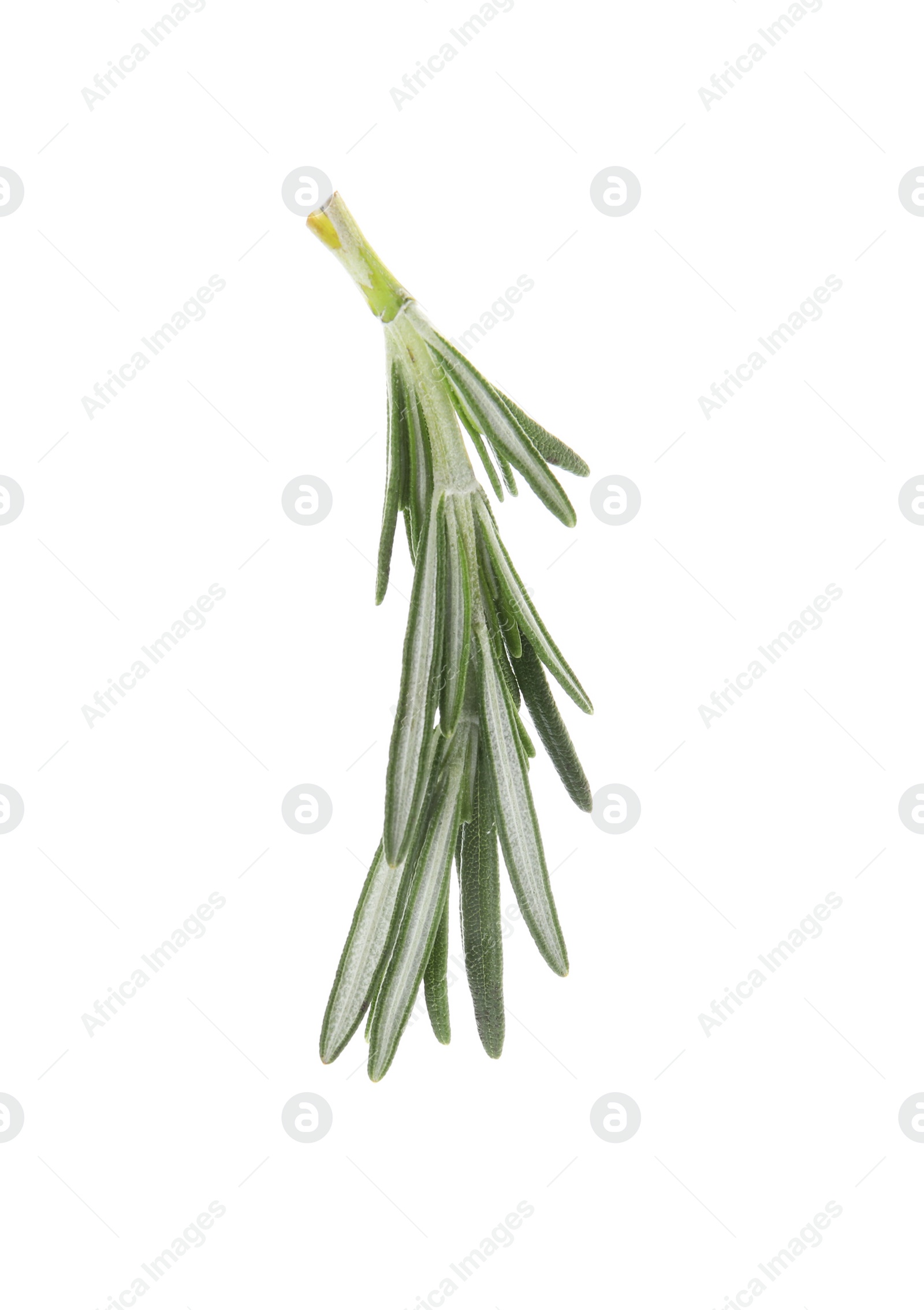 Photo of Fresh green rosemary leaves on white background