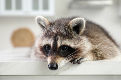 Photo of Cute raccoon lying on table in kitchen, closeup