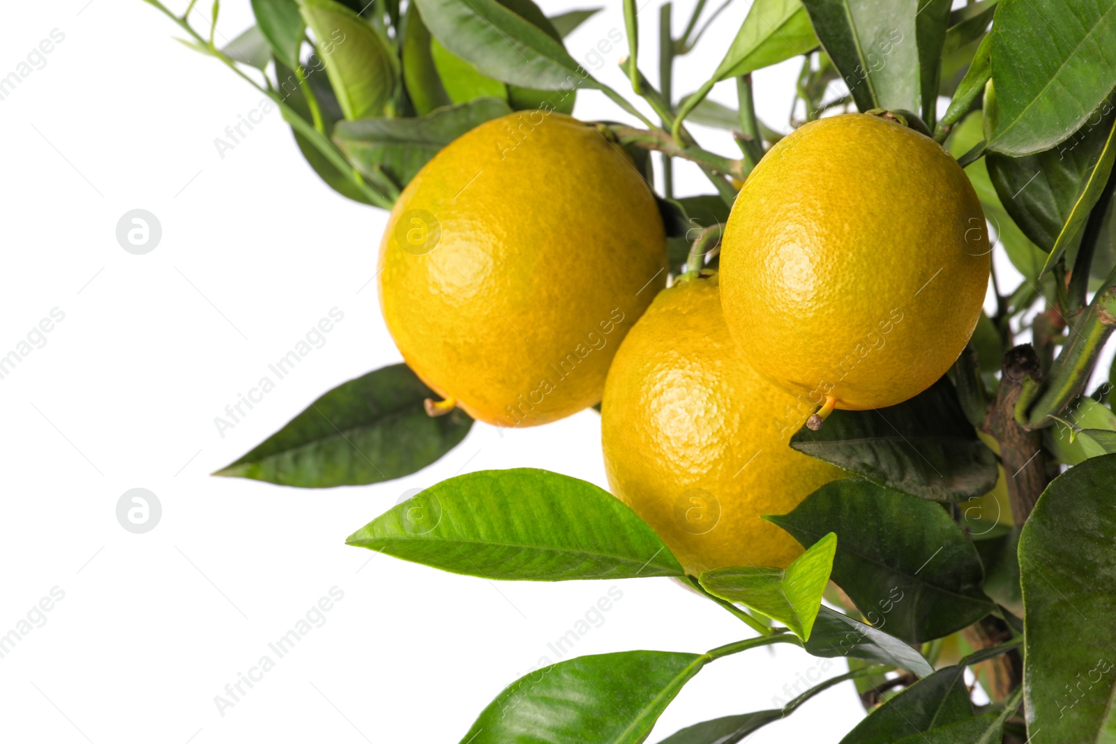 Photo of Closeup view of lemon tree with ripe fruits on white background