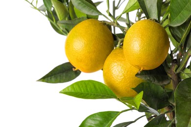 Closeup view of lemon tree with ripe fruits on white background