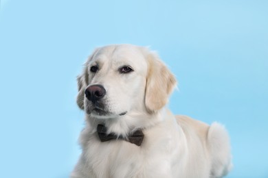 Cute Labrador Retriever with stylish bow tie on light blue background