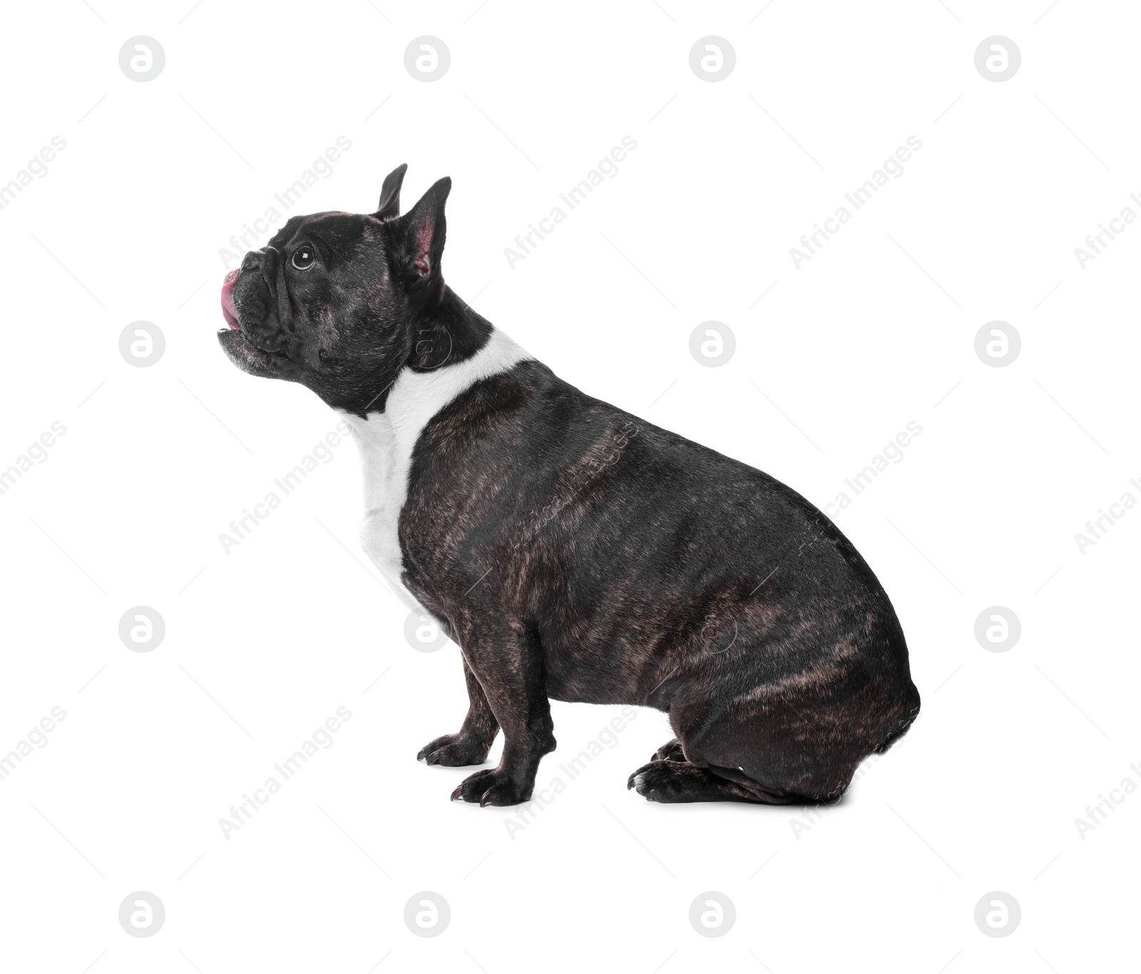 Photo of Adorable French Bulldog on white background. Lovely pet