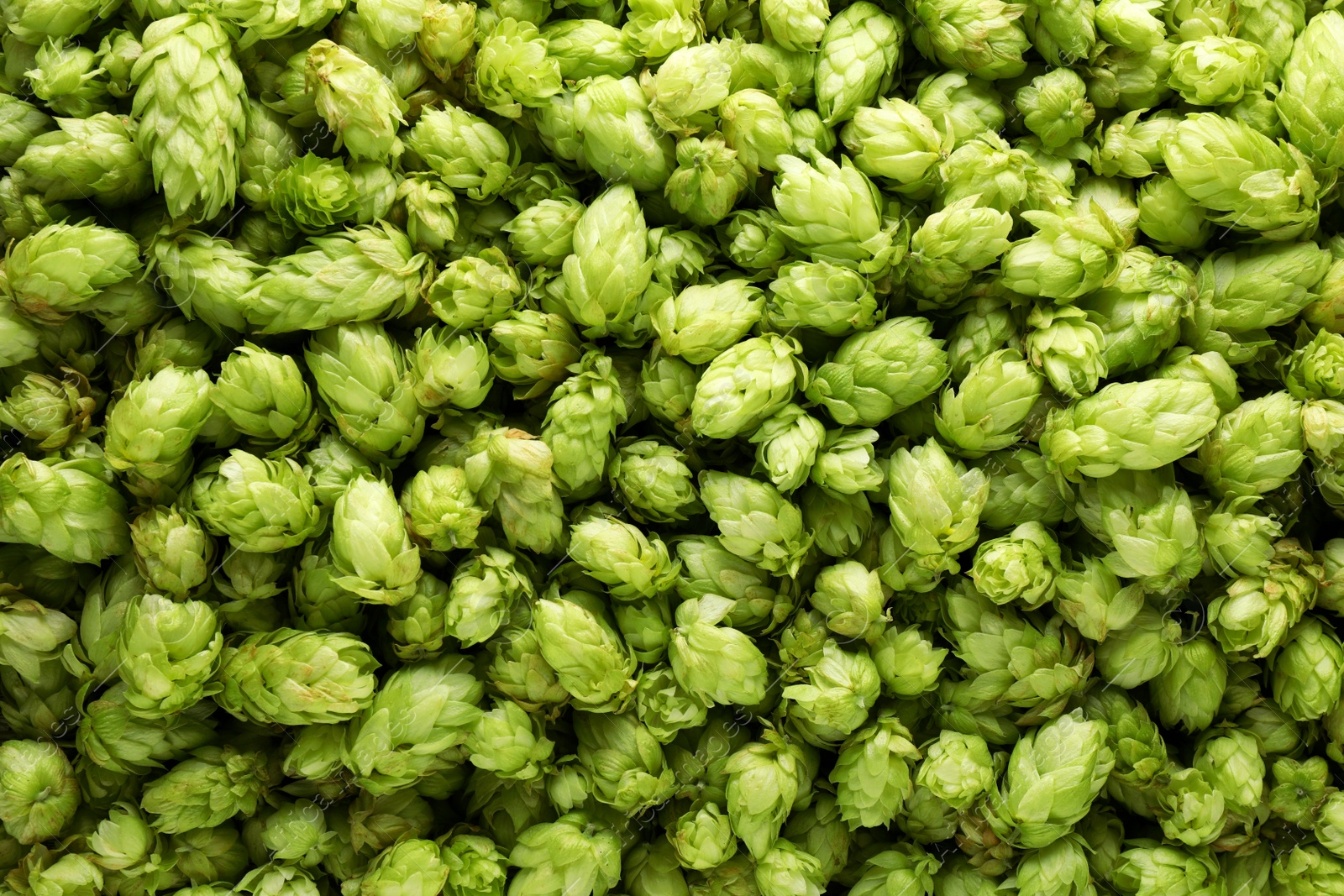 Photo of Fresh green hops as background, top view