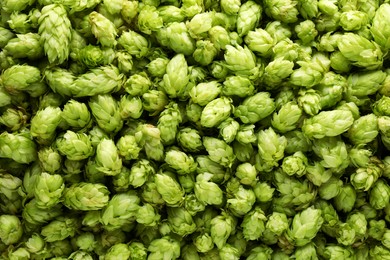 Fresh green hops as background, top view