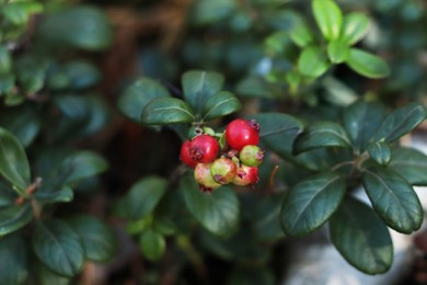 Sprig of delicious ripe red lingonberries outdoors, closeup
