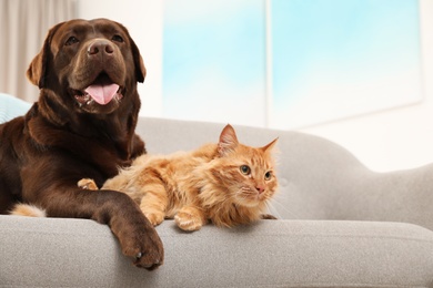 Photo of Cat and dog together on sofa indoors. Fluffy friends