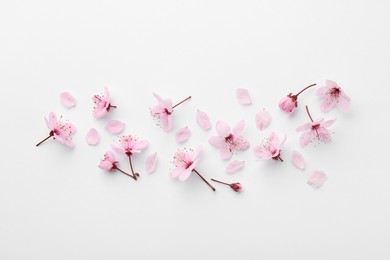 Photo of Beautiful spring tree blossoms and petals on white background, flat lay