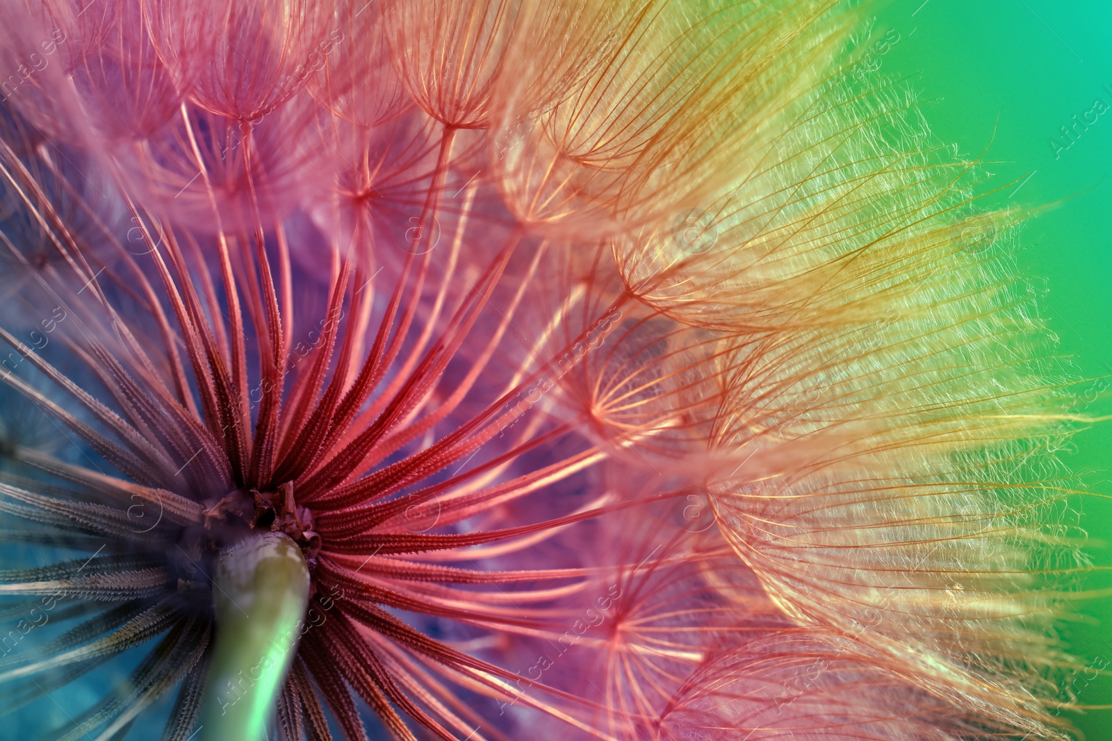 Image of Beautiful fluffy dandelion flower toned in rainbow colors, closeup