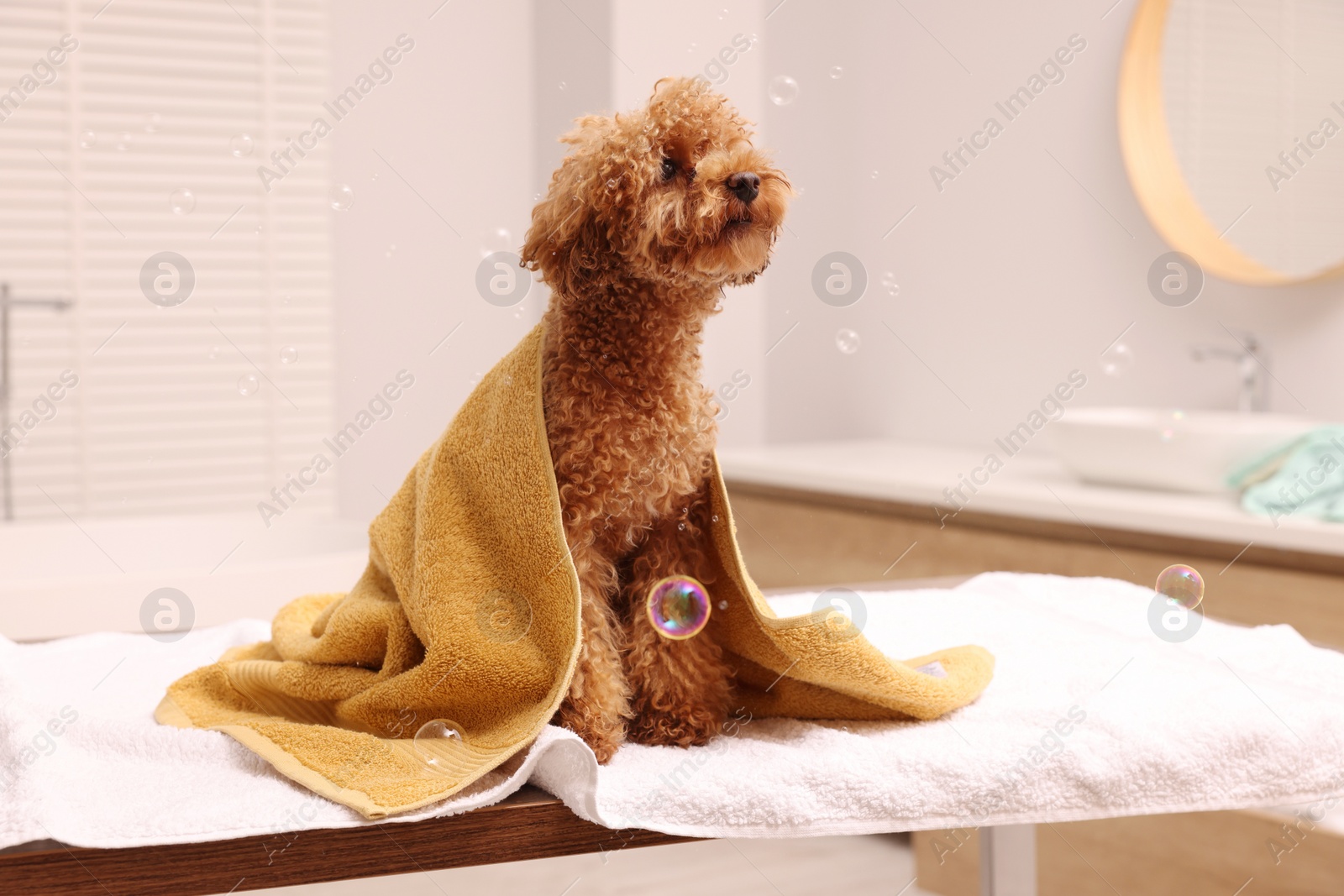 Photo of Cute Maltipoo dog wrapped in towel and soap bubbles in bathroom. Lovely pet