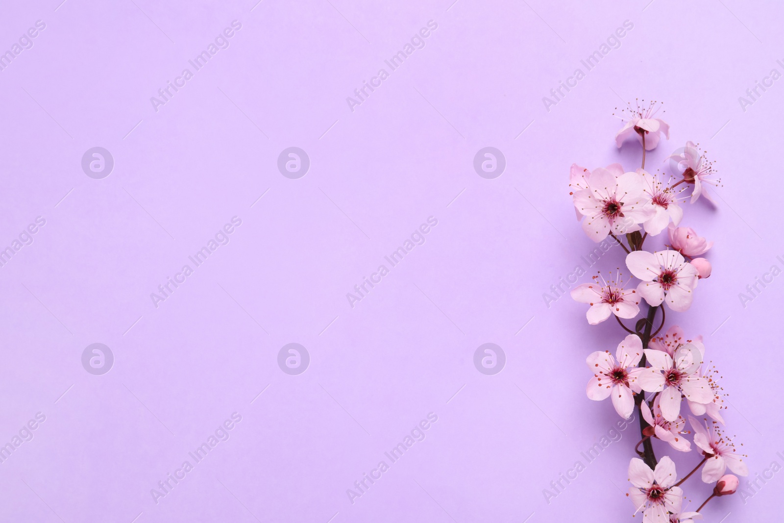 Photo of Blossoming spring tree branch on lilac background, flat lay. Space for text