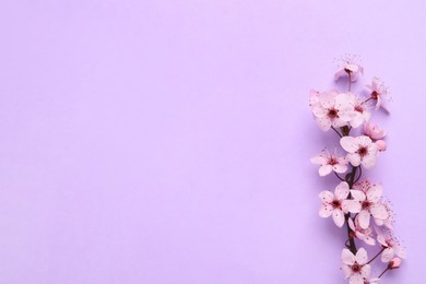 Photo of Blossoming spring tree branch on lilac background, flat lay. Space for text
