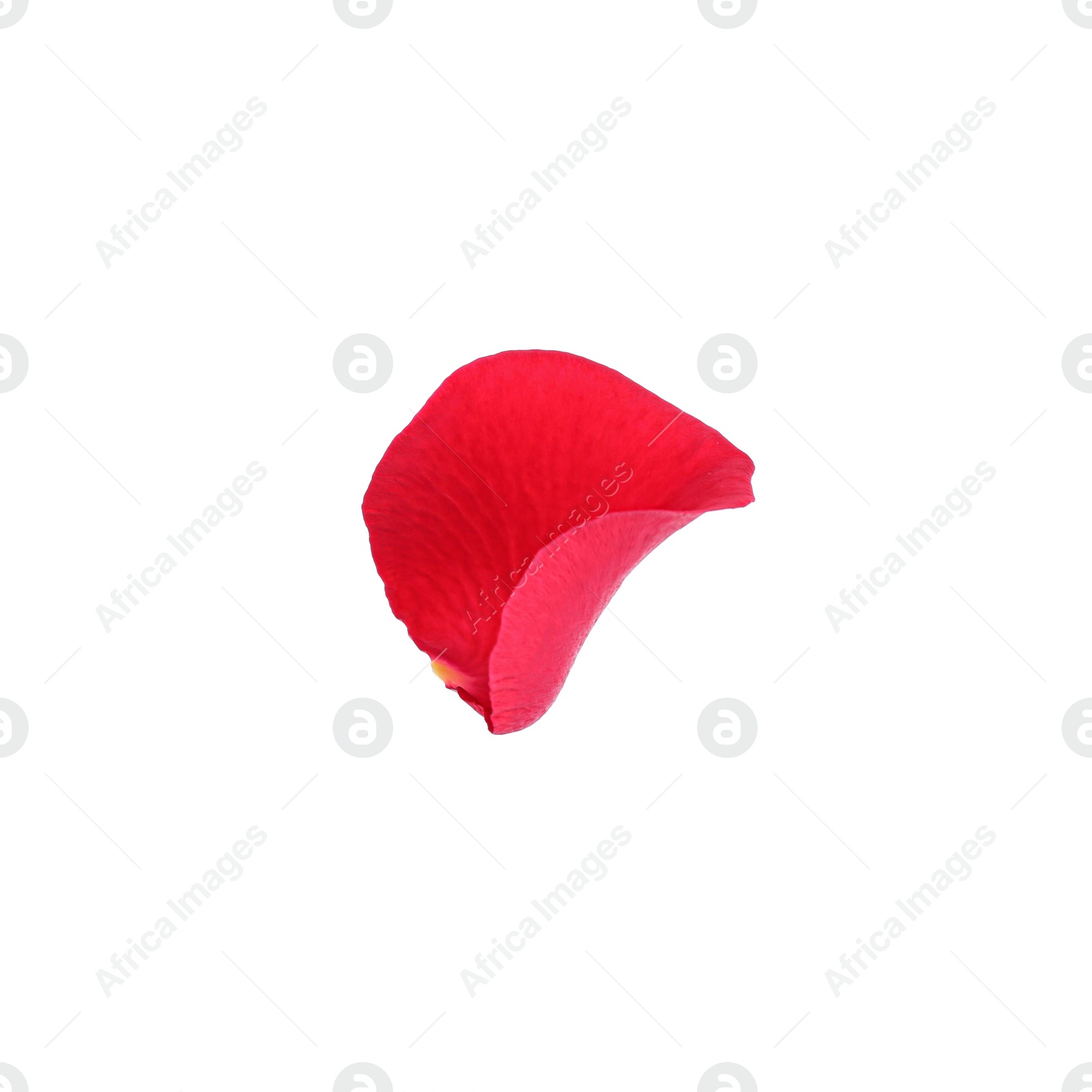 Photo of Tender red rose petal isolated on white