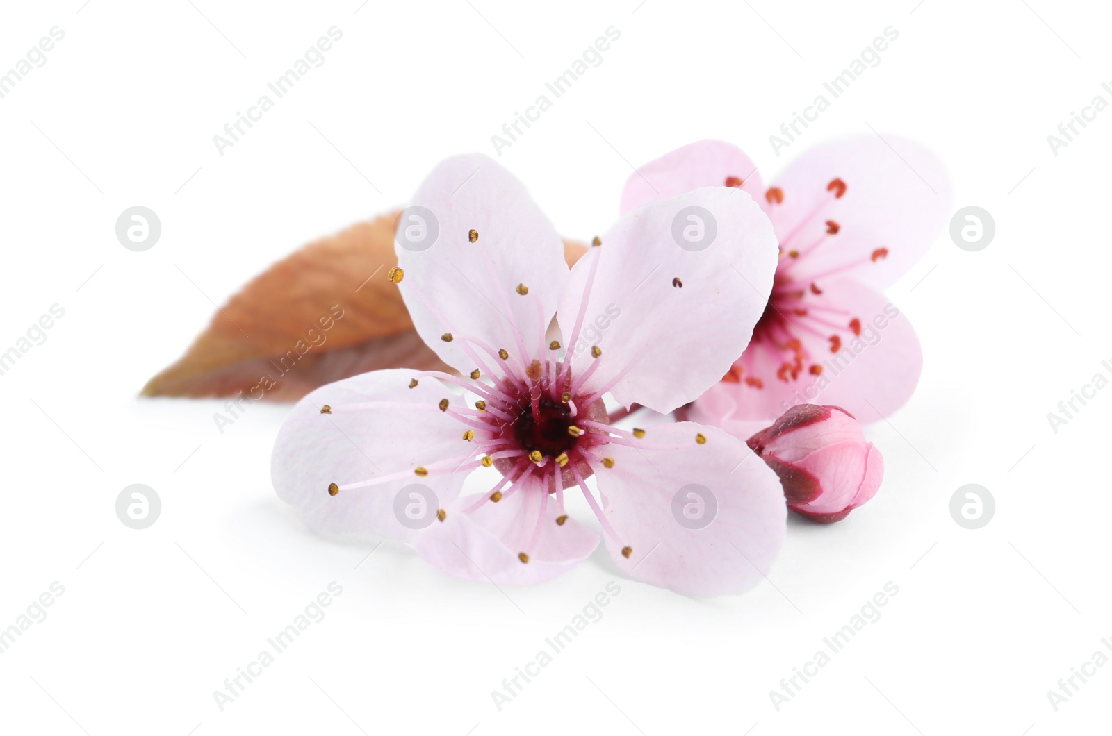 Photo of Beautiful plum blossom isolated on white. Spring season