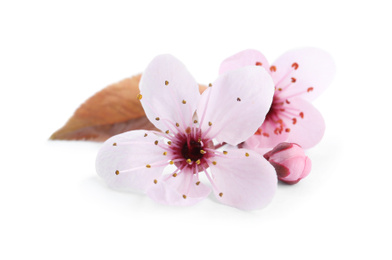 Beautiful plum blossom isolated on white. Spring season