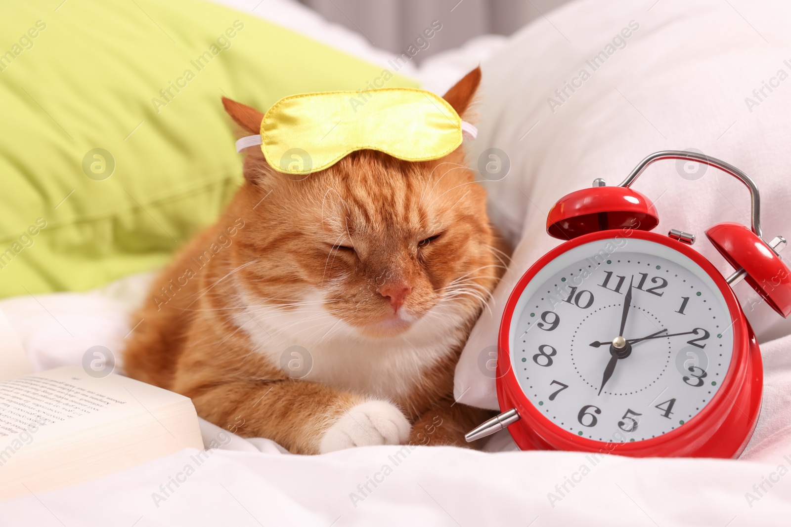 Photo of Cute ginger cat with sleep mask, alarm clock and book resting on bed