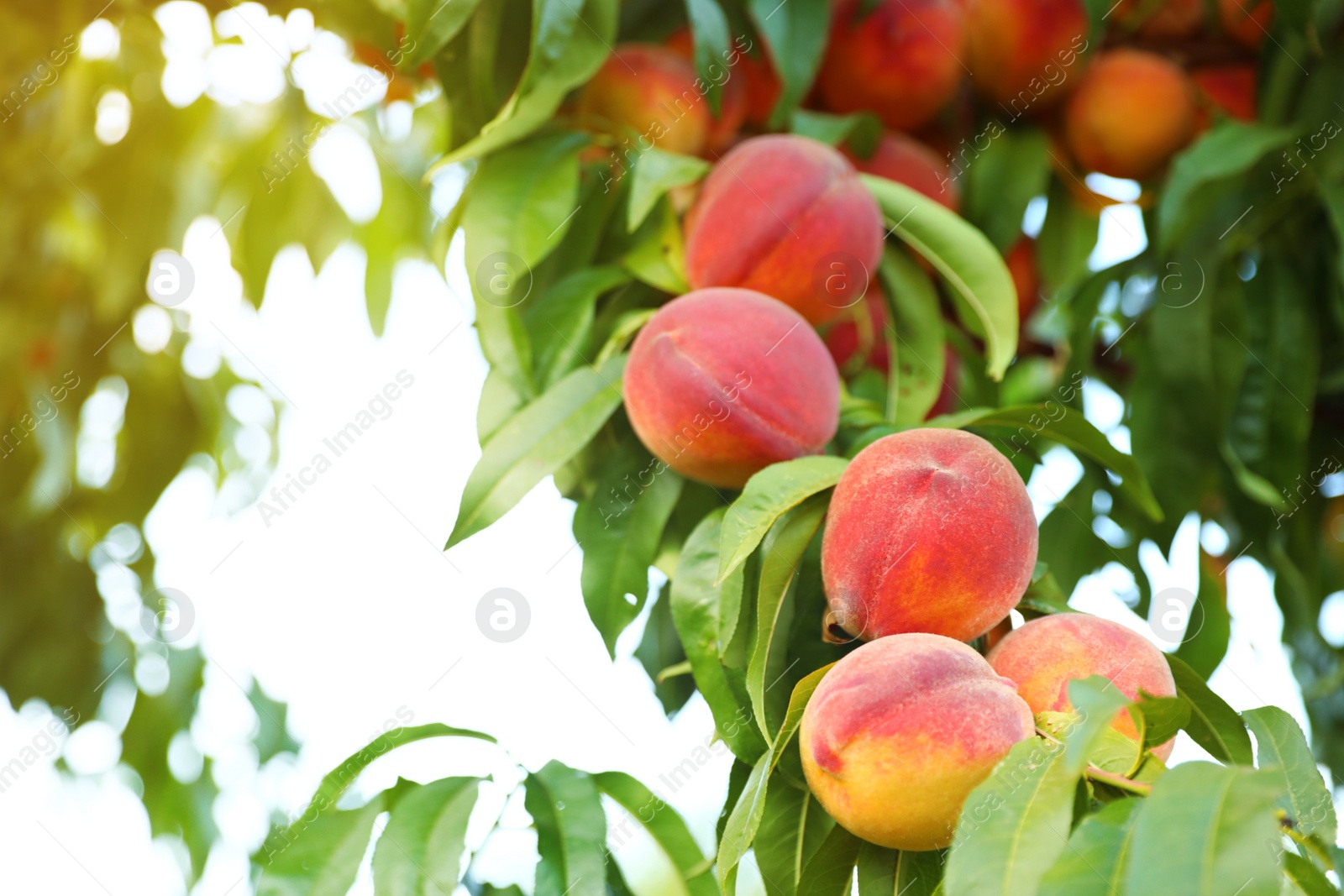 Photo of Fresh ripe peaches on tree in garden