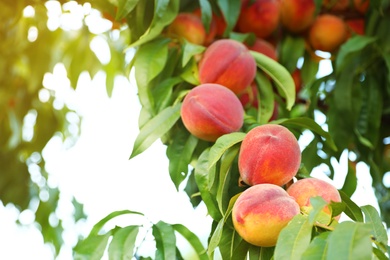 Fresh ripe peaches on tree in garden