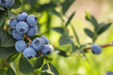 Photo of Wild blueberries growing outdoors, closeup and space for text. Seasonal berries