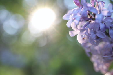 Photo of Closeup view of beautiful blossoming lilac shrub outdoors