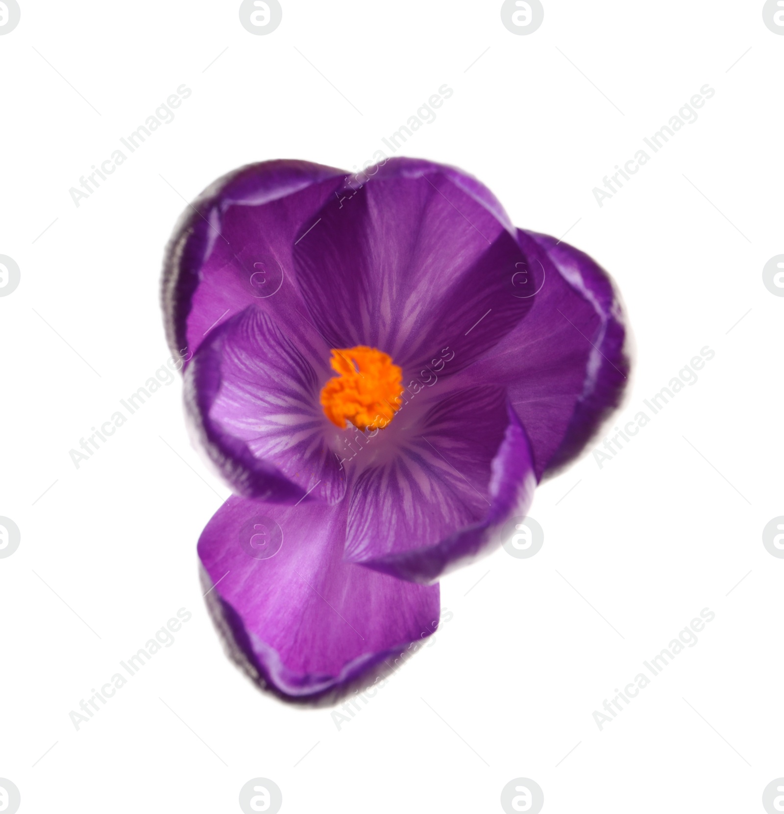 Photo of Beautiful spring crocus flower isolated on white