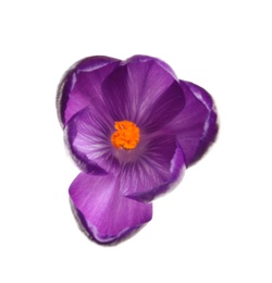 Beautiful spring crocus flower isolated on white