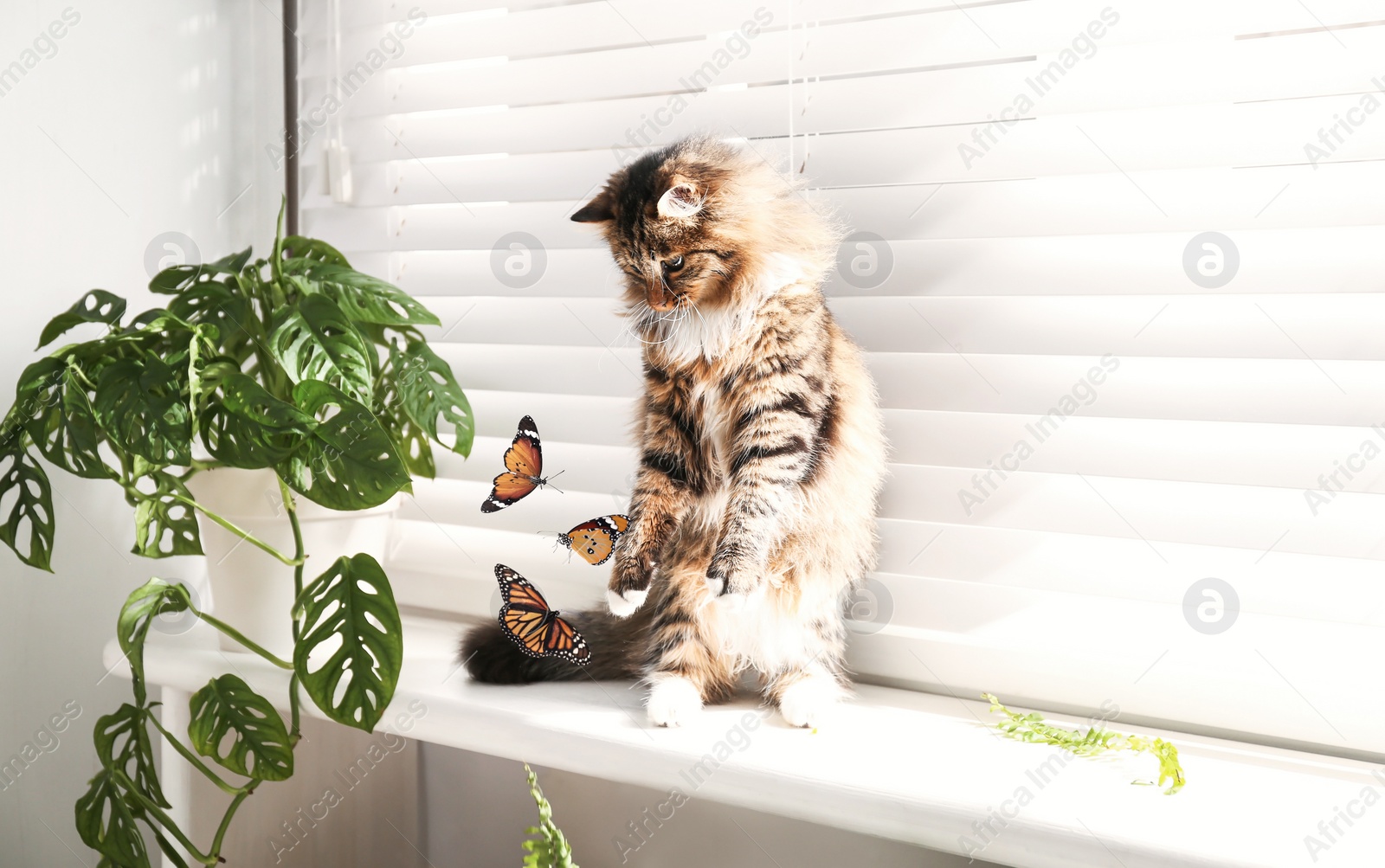 Image of Adorable cat playing with butterflies on window sill at home