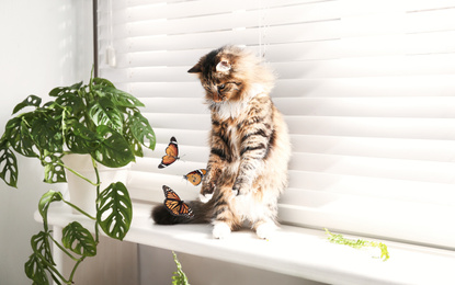 Image of Adorable cat playing with butterflies on window sill at home