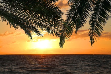Image of Picturesque golden sunset on ocean, view through palm tree leaves