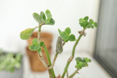 Photo of Sick home plant on blurred background, closeup