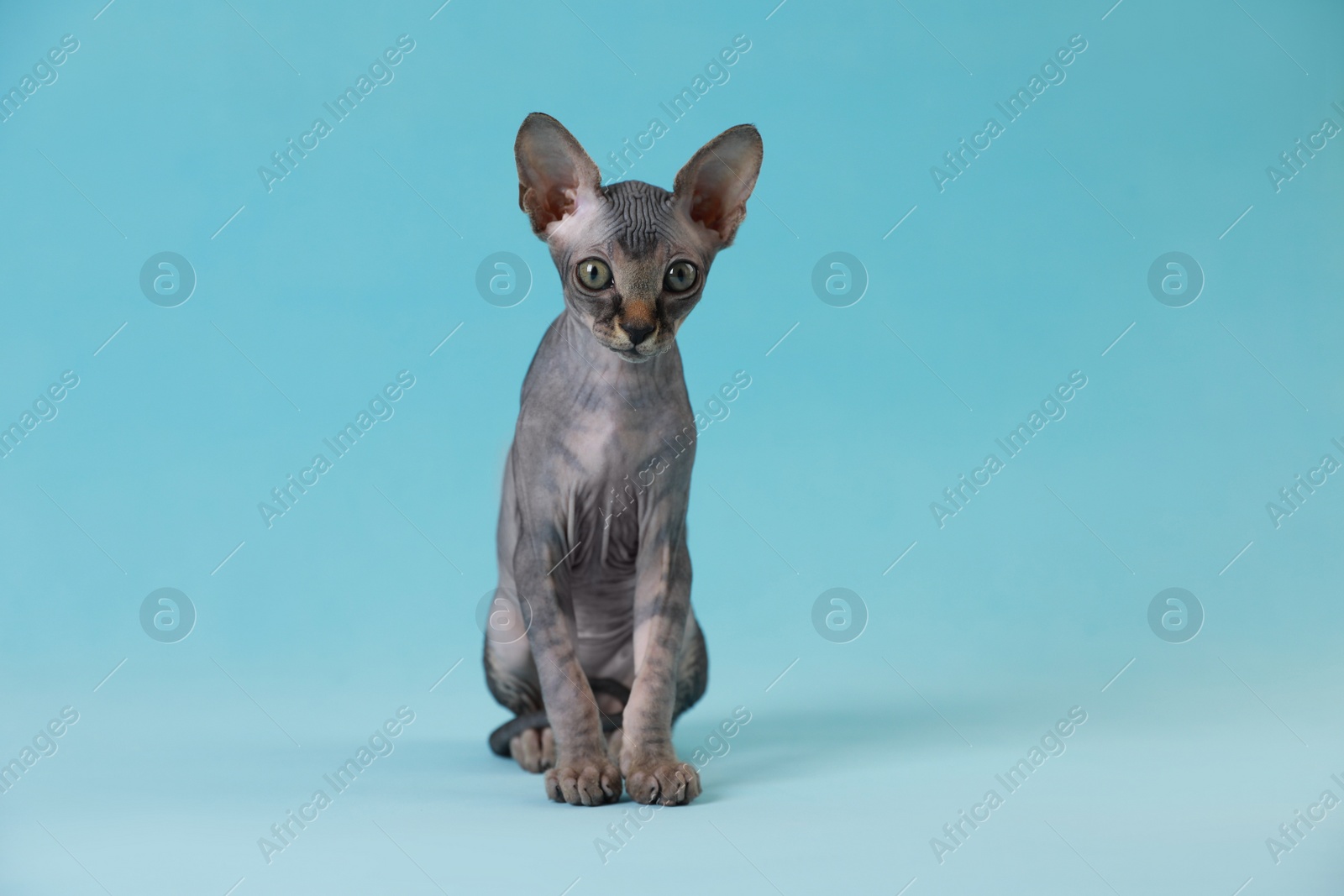 Photo of Adorable Sphynx kitten on light blue background. Baby animal