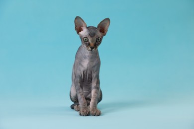 Adorable Sphynx kitten on light blue background. Baby animal