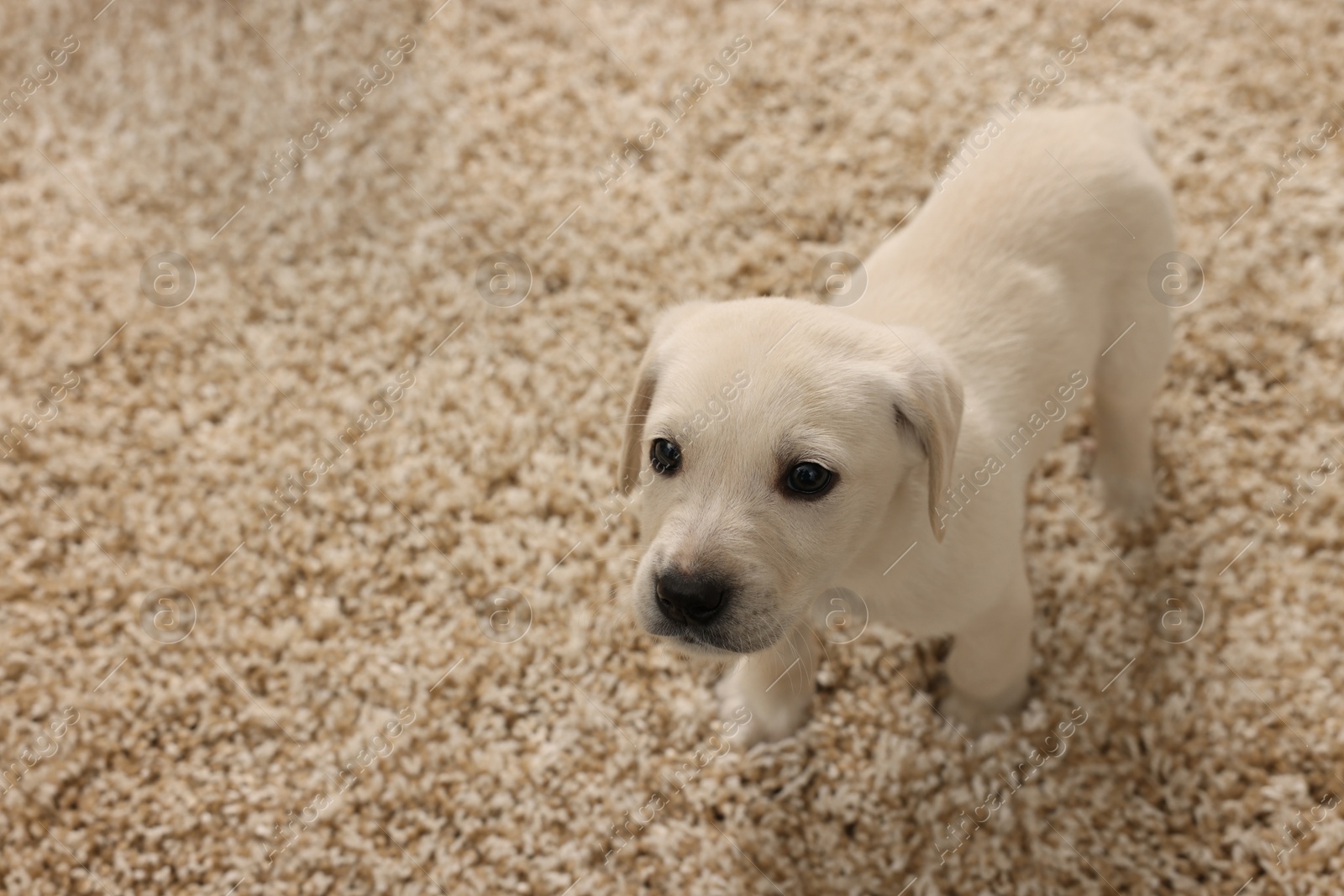 Photo of Cute little puppy on beige carpet. Space for text