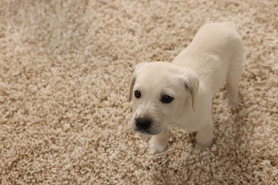 Cute little puppy on beige carpet. Space for text