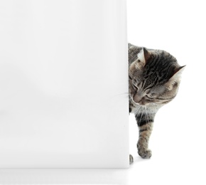 Photo of Cute cat with mockup poster on white background. Lovely pet