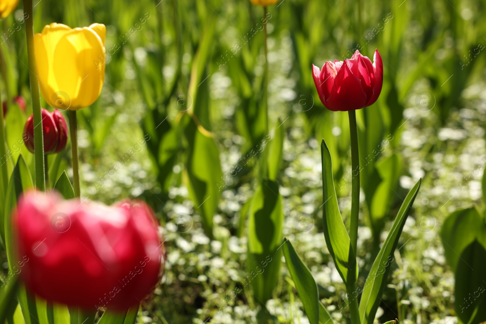 Photo of Beautiful bright tulips growing outdoors on sunny day, closeup