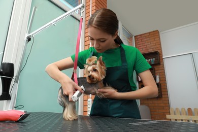 Professional groomer giving stylish haircut to cute dog in pet beauty salon