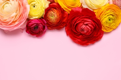 Photo of Beautiful ranunculus flowers on pink background, flat lay. Space for text