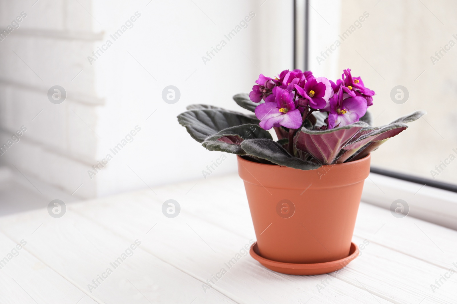 Photo of Beautiful potted violet flowers on white wooden window sill, space for text. Delicate house plant