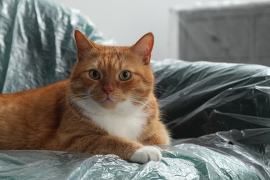 Photo of Cute ginger cat resting in armchair covered with plastic film indoors, closeup